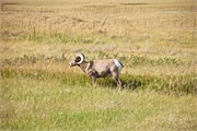 448-60-BadlandsSD