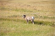 449-61-BadlandsSD