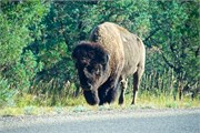 457-14-RooseveltNatlPark