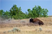 466-47-RooseveltNatlPark