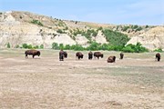 468-62-RooseveltNatlPark