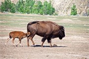 472-66-RooseveltNatlPark