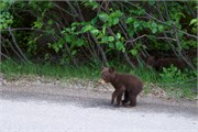 022-75-JasperWildlife