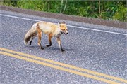 044-14-YellowstoneAnimals
