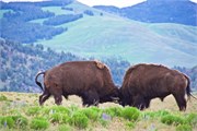 046-24-YellowstoneAnimals