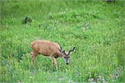 048-28-YellowstoneAnimals