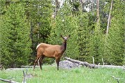 049-30-YellowstoneAnimals