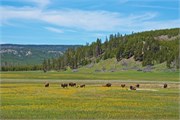 051-04-YellowstoneDay2
