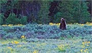 059-04-GrizzlyGrandTeton