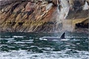 075-09-KenaiFjordFoxIsland