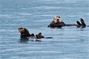 078-04-KenaiFjordWildlife