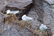 079-05-KenaiFjordWildlife