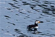 080-07-KenaiFjordWildlife
