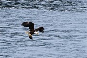 082-58-KenaiFjordWildlife