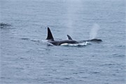 084-09-KenaiFjordWildlife