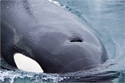 085-70-KenaiFjordWildlife