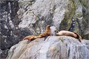 086-02-KenaiFjordWildlife