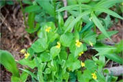 07-SchweitzerID