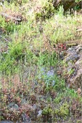106-MarbleCreek2-ID