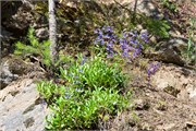 112-MarbleCreek2-ID