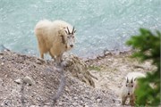 33-JasperWildlife