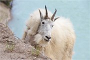 50-JasperWildlife