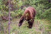 15-JasperWildlife
