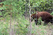 18-JasperWildlife