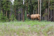 54-JasperWildlife