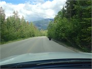 55-JasperWildlife