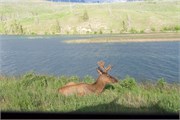 88-JasperWildlife