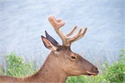 91-JasperWildlife