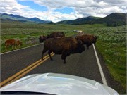 46-Yellowstone1stDay
