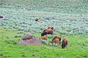 47-Yellowstone1stDay