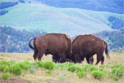48-Yellowstone1stDay