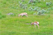 51-Yellowstone1stDay