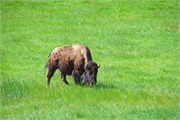 02-YellowstoneAnimals
