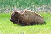 04-YellowstoneAnimals
