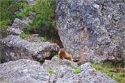 05-Yellowstone-Marmot