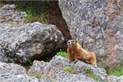 06-YellowstoneAnimals