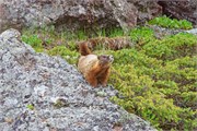 10-YellowstoneAnimals
