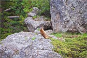 11-YellowstoneAnimals