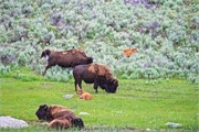 17-YellowstoneAnimals