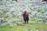18-YellowstoneAnimals