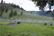 19-YellowstoneAnimals