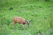 28-YellowstoneAnimals