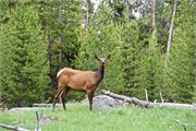 30-YellowstoneAnimals
