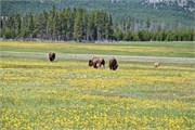 05-YellowstoneDay2