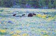 03-GrizzlyGrandTeton