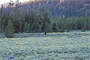 05-GrizzlyGrandTeton
